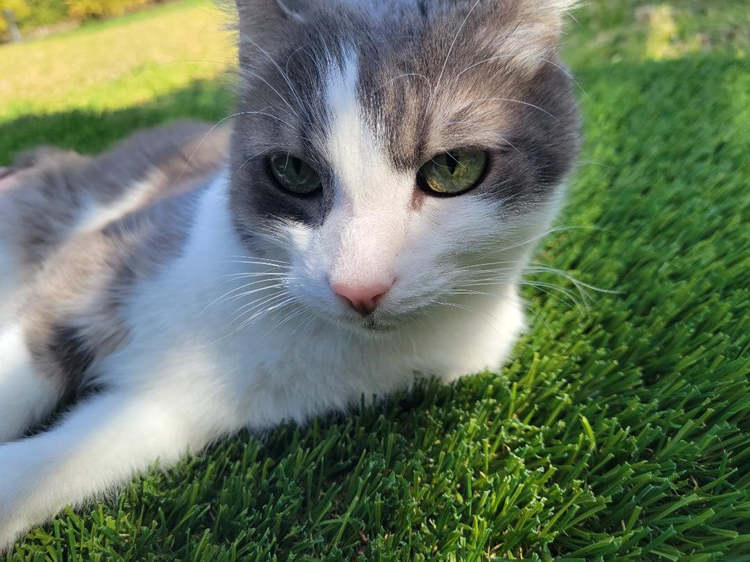 Pet Artificial Grassfor Homes or Business, Lake Elsinore Artificial Grass