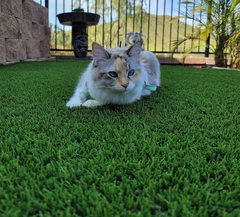 Pet Artificial Grass, Indoor & Outdoor Pet Areas, Lake Elsinore, CA