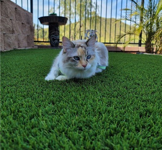 Pet Artificial Grass, Indoor & Outdoor Pet Areas, Lake Elsinore, CA