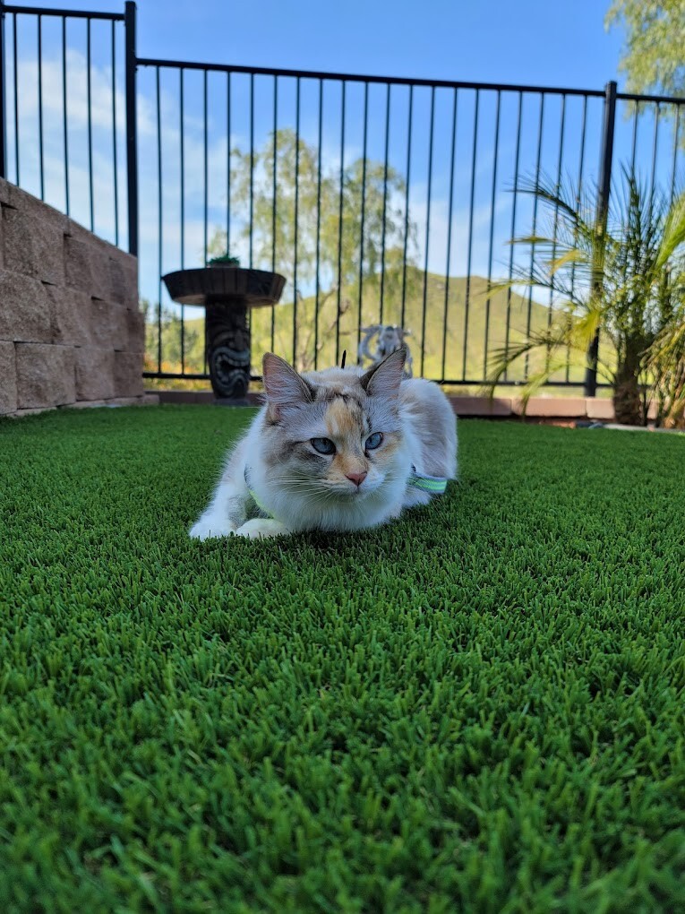 Pet Artificial Grass, Indoor & Outdoor Pet Areas, Lake Elsinore, CA