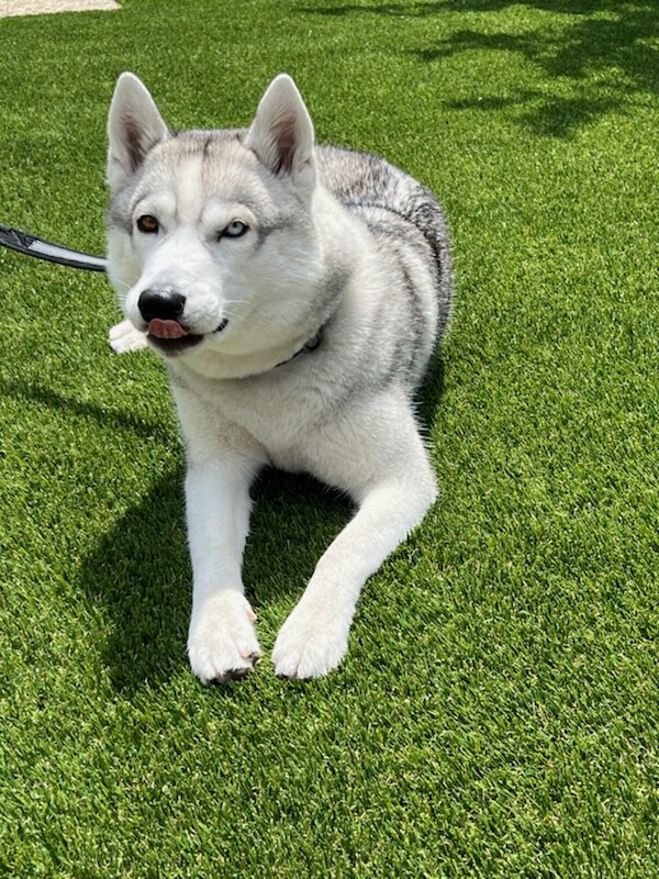Pet Artificial Grass, Indoor & Outdoor Pet Areas, Lake Elsinore, CA
